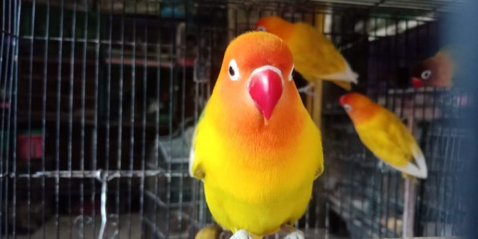Pasar Burung Bratang